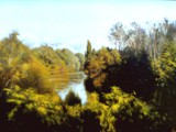 AUTUNNO SUL LIVENZA 2001 olio su tavola cm 45,5x32,5