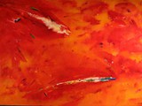AMORINO IN ROSSO 1984 acrilico su tela cm 110x160