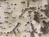 03 SPARTITO - CORTECCIA n°3 2012 acquerello su carta Fabriano cm 17,7x34,5 x